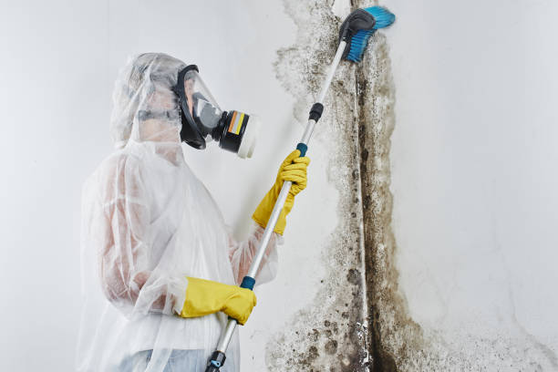 Best Mold Cleaning Services  in Hillsboro, KS
