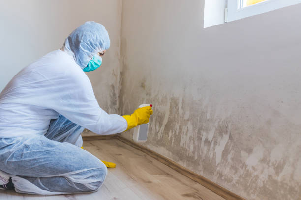 Best Black Mold Removal  in Hillsboro, KS