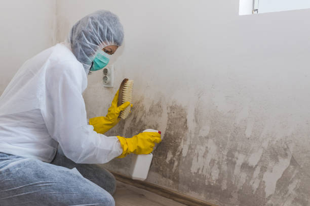 Best Mold Removal Near Me  in Hillsboro, KS