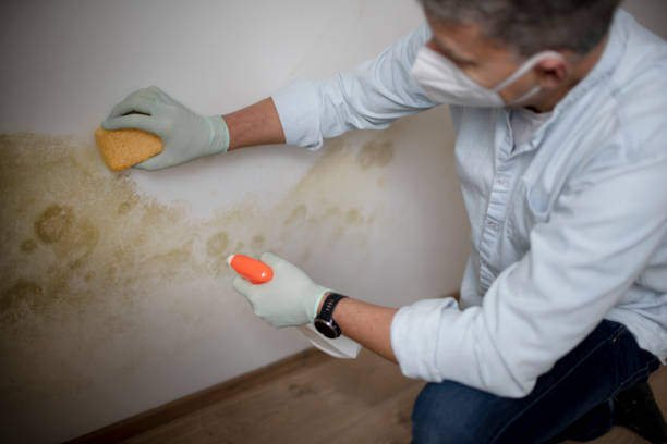 Best Best Mold Removal Companies  in Hillsboro, KS