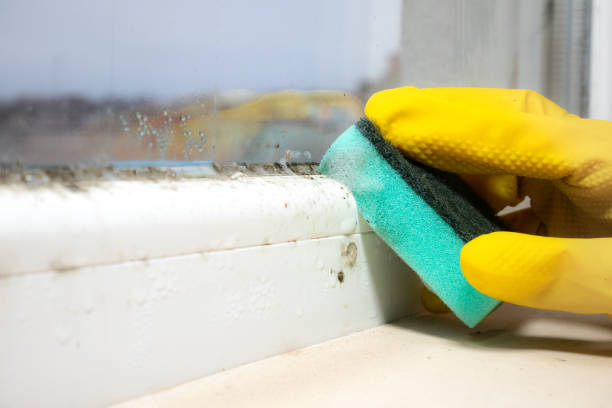 Best Office Mold Removal Services  in Hillsboro, KS