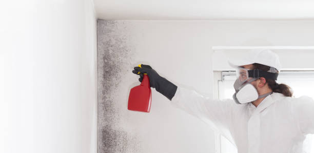 Best Commercial Mold Removal  in Hillsboro, KS