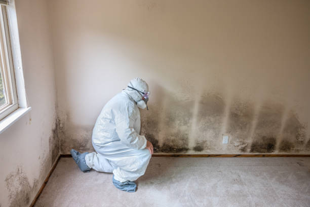 Reliable Hillsboro, KS Mold Removal Solutions