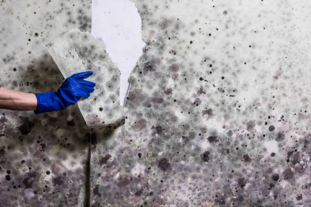 Best Certified Mold Removal  in Hillsboro, KS