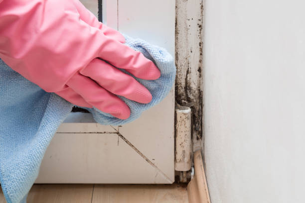 Best Professional Mold Removal  in Hillsboro, KS
