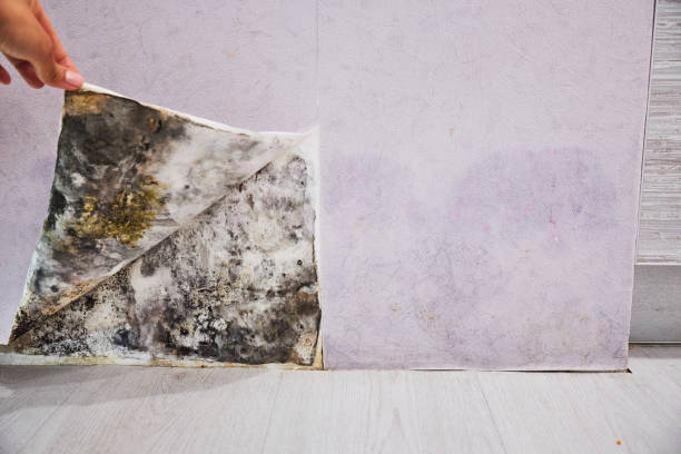 Best Mold Testing  in Hillsboro, KS